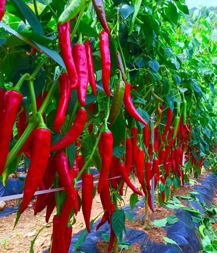1 acre plot